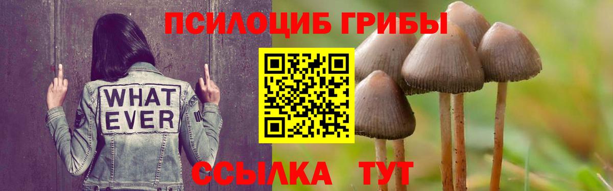 Псилоцибиновые грибы Cubensis  цена   Буйнакск  Вход с VPN  Псилоцибиновые грибы мухоморы 